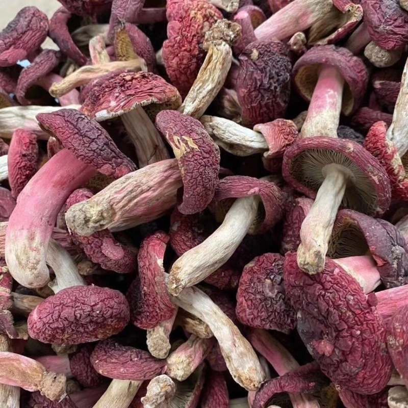 红菇