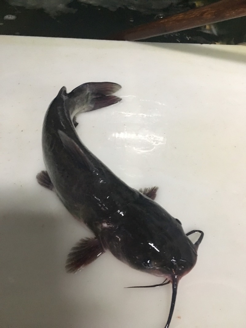 叉尾鮰鱼