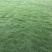 海南草坪批发马尼拉草大叶油草台湾草夏威夷草