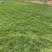 海南草坪批发马尼拉草大叶油草台湾草夏威夷草