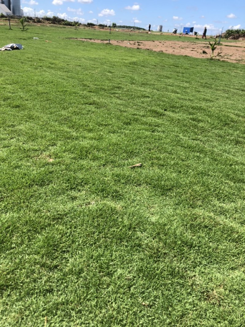 海南草坪批发马尼拉草大叶油草台湾草夏威夷草