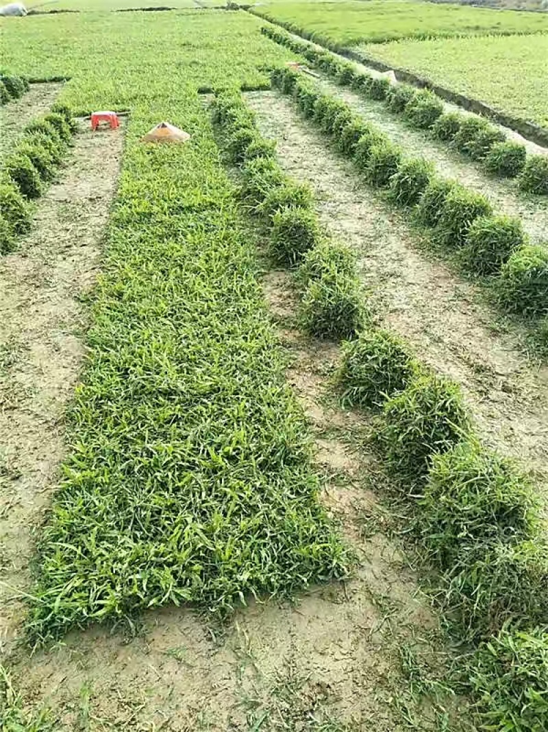 海南草坪批发马尼拉草大叶油草台湾草夏威夷草