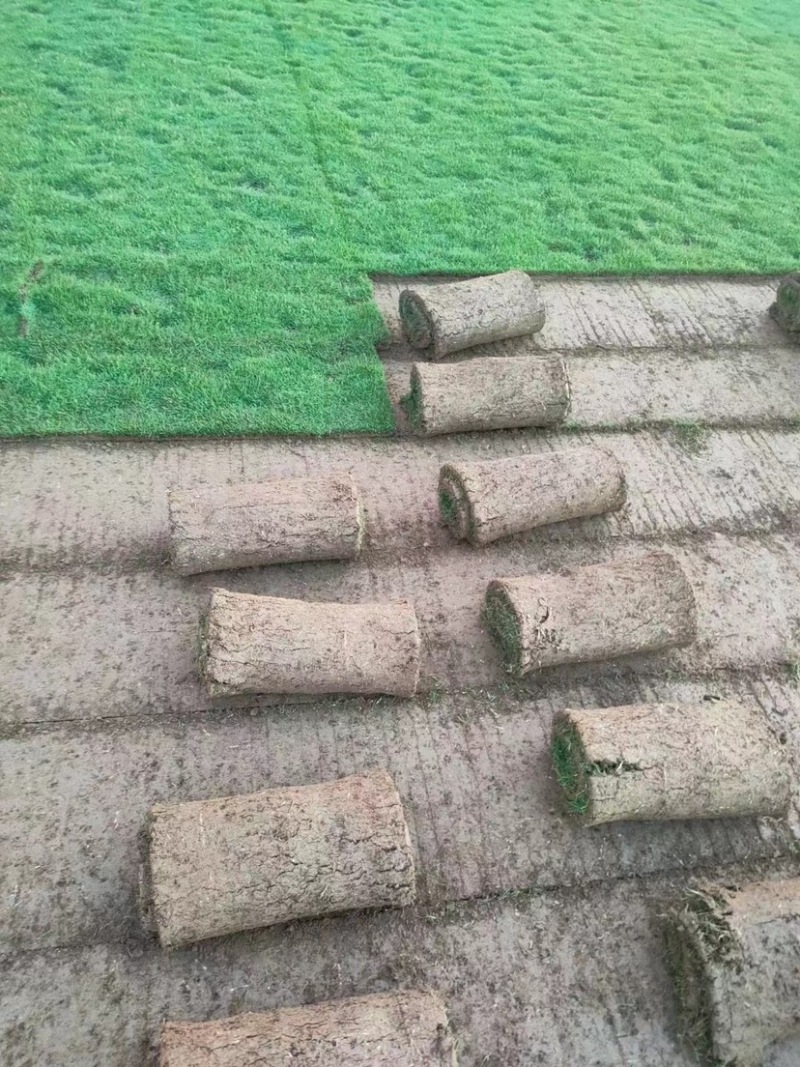 海南草坪批发马尼拉草大叶油草台湾草夏威夷草