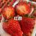 脱毒一代二代草莓种苗隋珠，红颜，章姬红玉粉玉梦之芙等品种