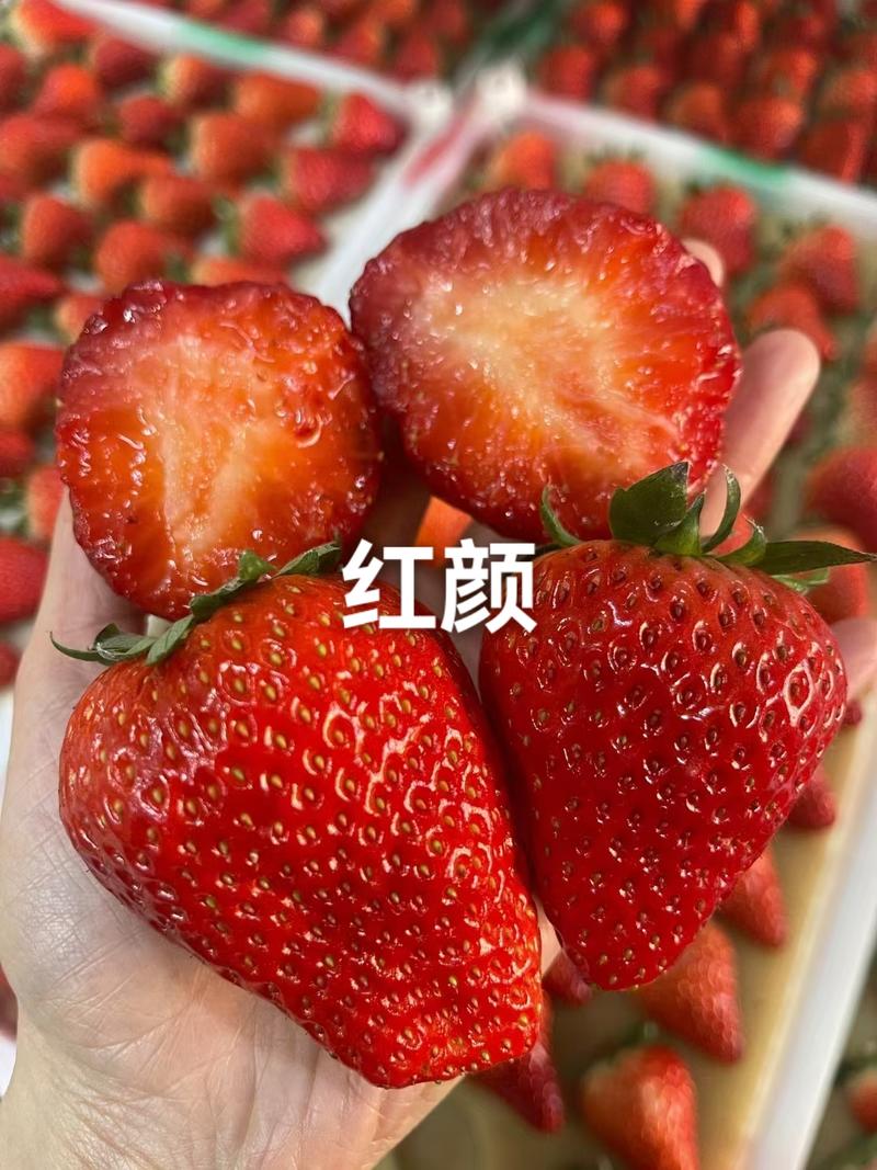 脱毒一代二代草莓种苗隋珠，红颜，章姬红玉粉玉梦之芙等品种