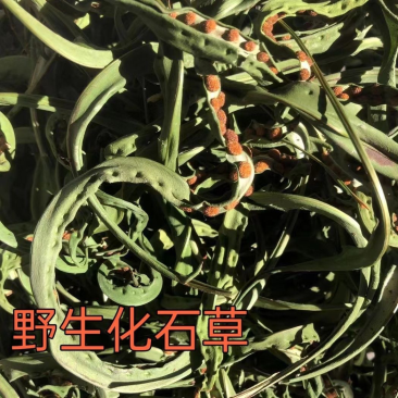 肾精草