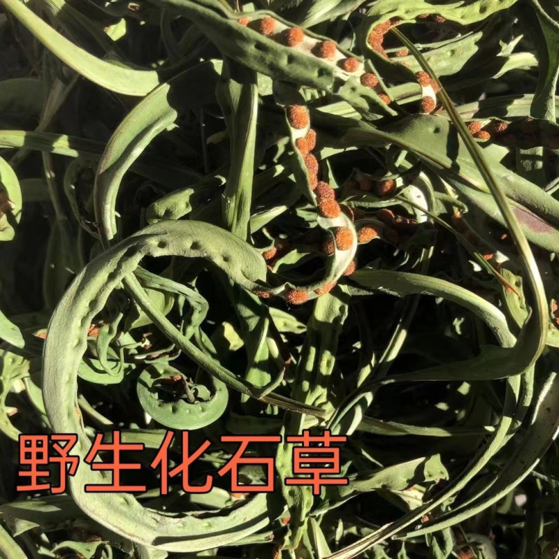 肾精草