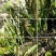 肾精草