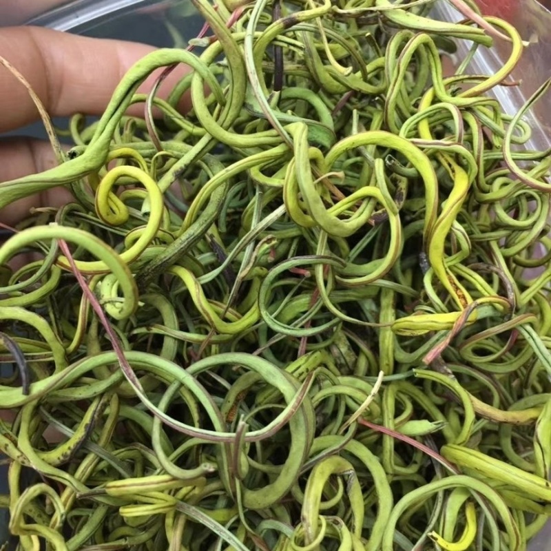 肾精草