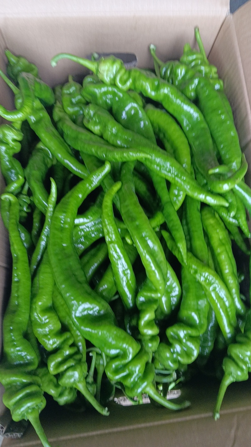 福建辣椒大量有货