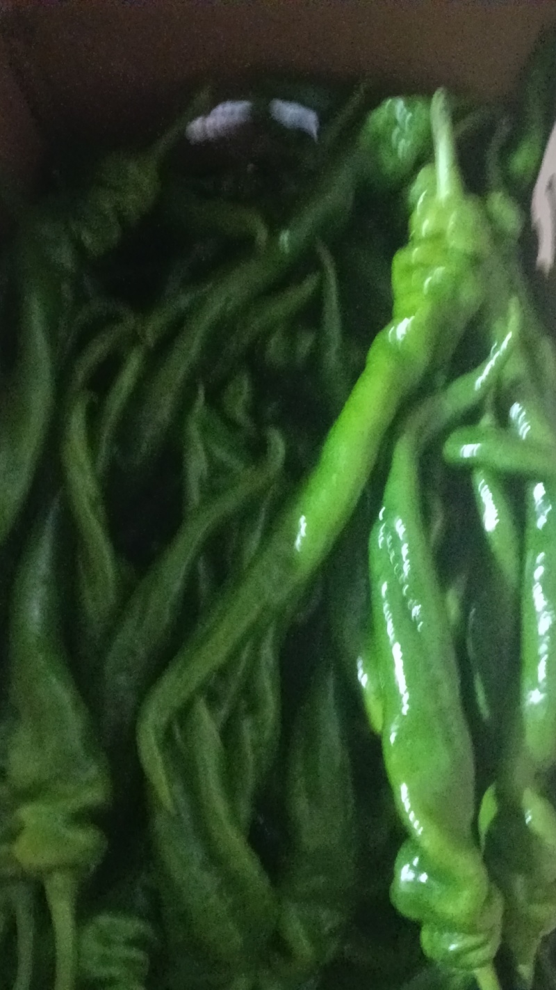 福建辣椒大量有货