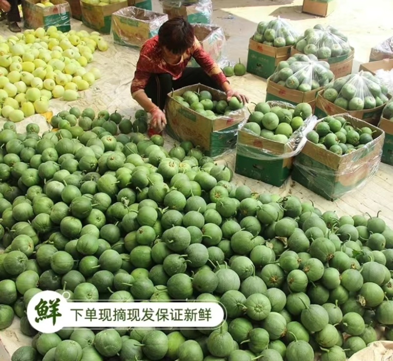 绿宝石甜瓜产地直供香甜多汁电商一件代发批发供货