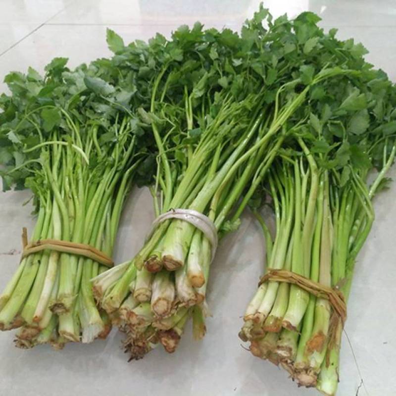 新鲜水芹，田园时蔬，健康美味，直供农场，快速配送
