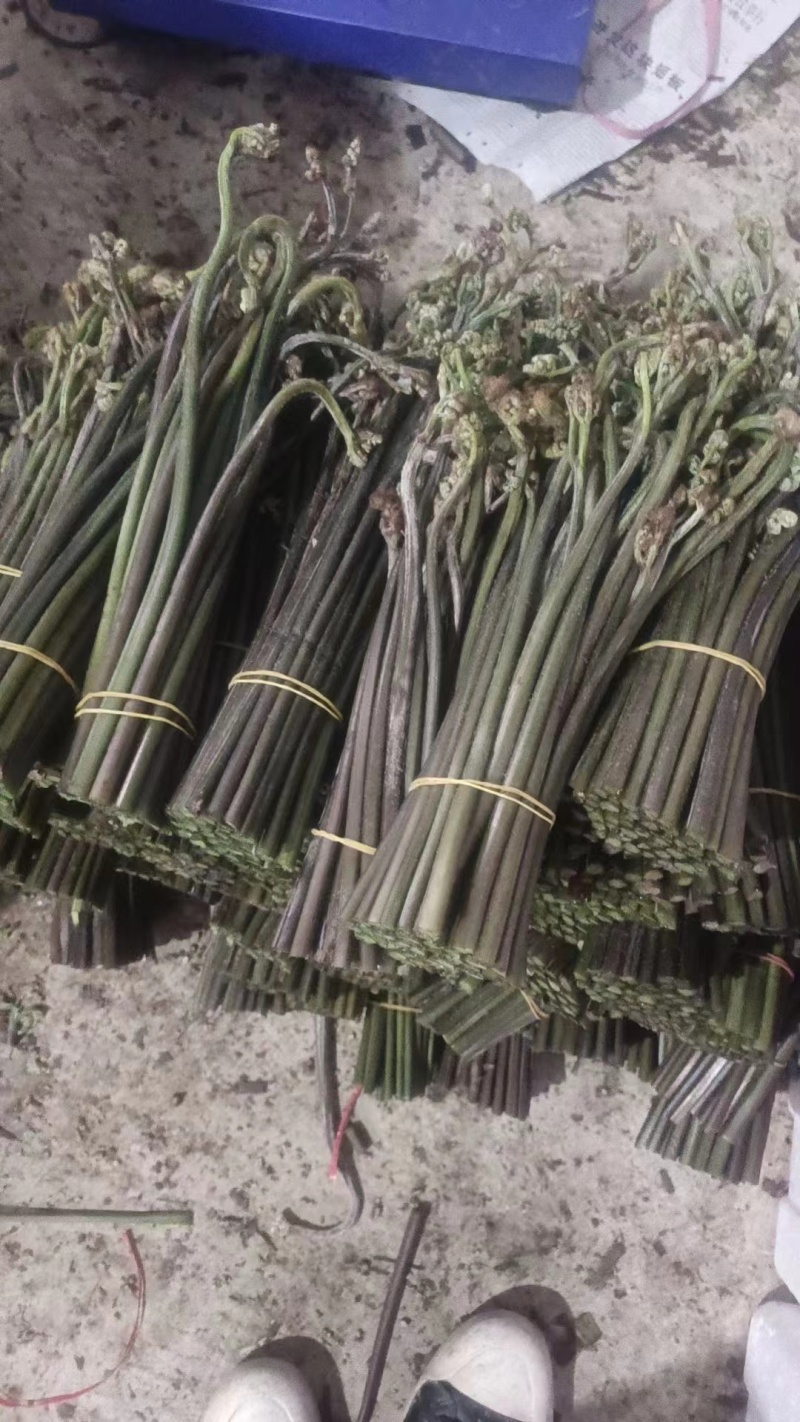 蕨菜龙爪菜甜蕨苦蕨市场货加工货一件代发全国发货