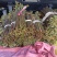 蕨菜龙爪菜甜蕨苦蕨市场货加工货一件代发全国发货