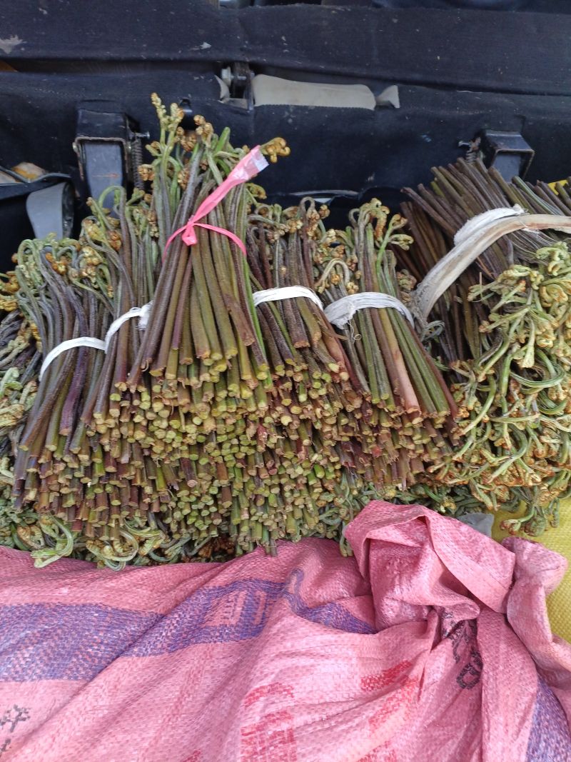 蕨菜龙爪菜甜蕨苦蕨市场货加工货一件代发全国发货