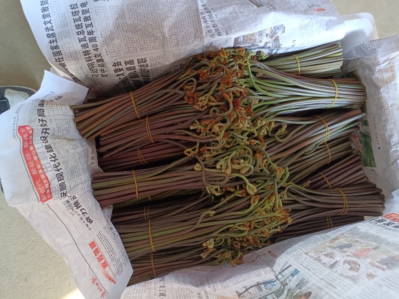 蕨菜龙爪菜甜蕨苦蕨市场货加工货一件代发全国发货