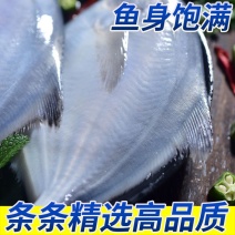 银鲳鱼特大深海新鲜鲜活海鲜冷冻深海白鲳鱼平鱼昌鱼新鲜水鱼