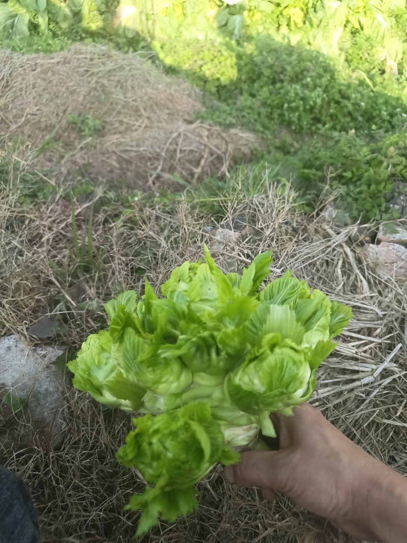 儿菜