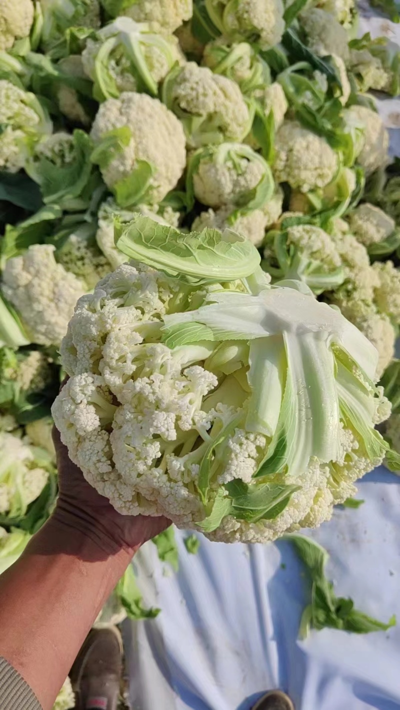精品有机花菜，青梗散花，松花菜，商超品质
