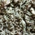 仙人掌茶干片仙人掌干条仙人掌茶药用仙人掌无硫自然晒干