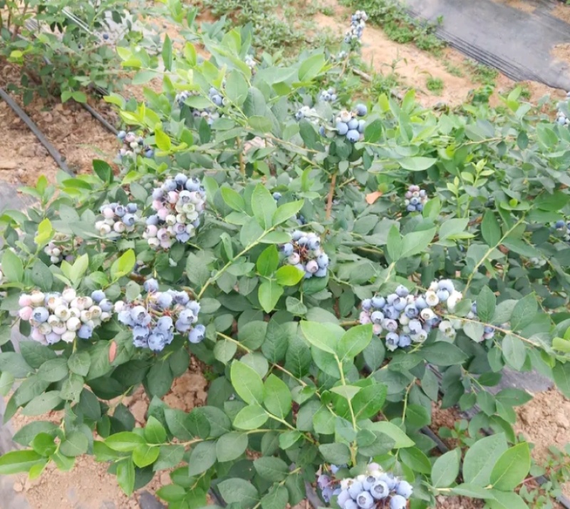 *山东陆地蓝莓*莱克西，公爵大量上市产地直销全国发货