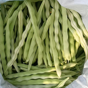 精品芹菜小棵西芹大棚内种植原产地代办王涛