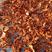牛樟芝红栓菌红菌菇红云芝枫树青岗树生长