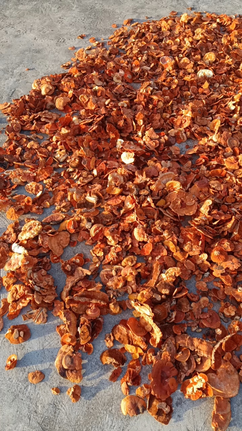 牛樟芝红栓菌红菌菇红云芝枫树青岗树生长