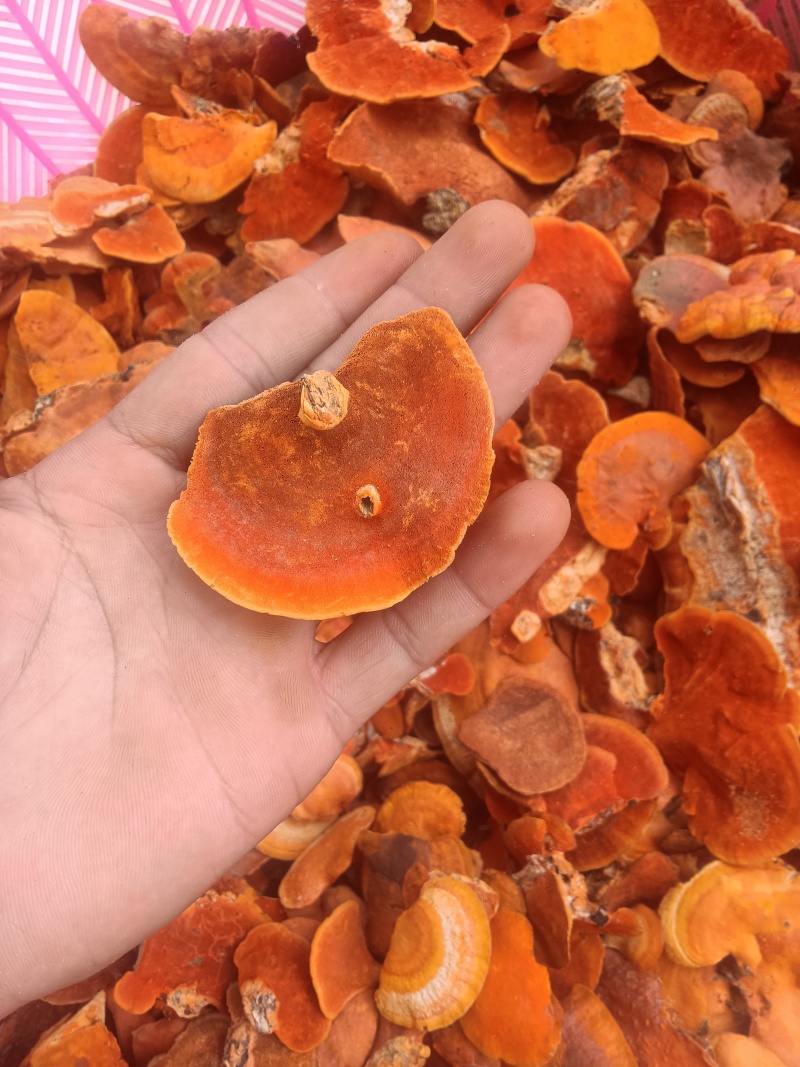 牛樟芝红栓菌红菌菇红云芝枫树青岗树生长