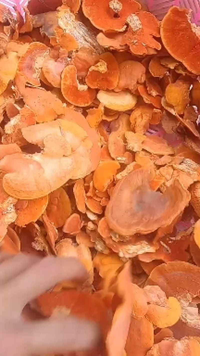 牛樟芝红栓菌红菌菇红云芝枫树青岗树生长