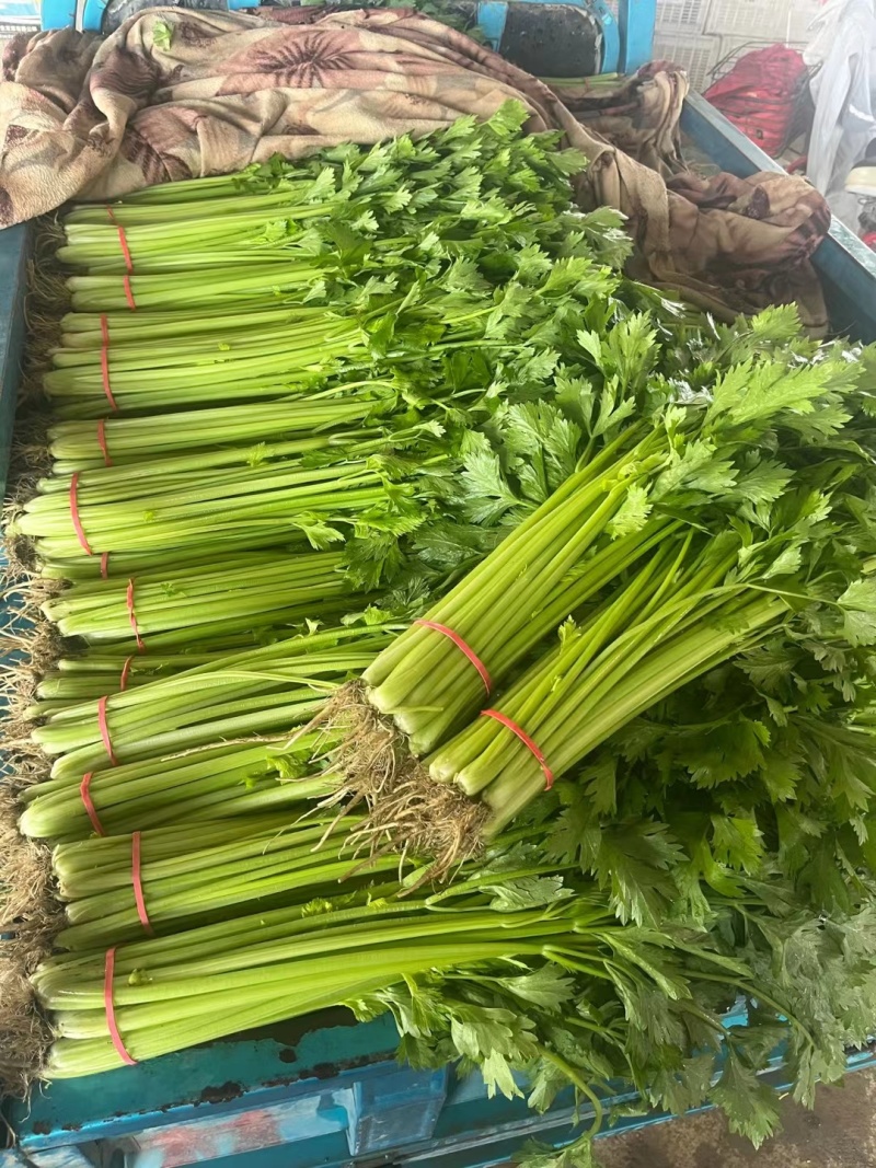 山芹小香芹山东芹菜承接商超电商社团配货代收代发全国