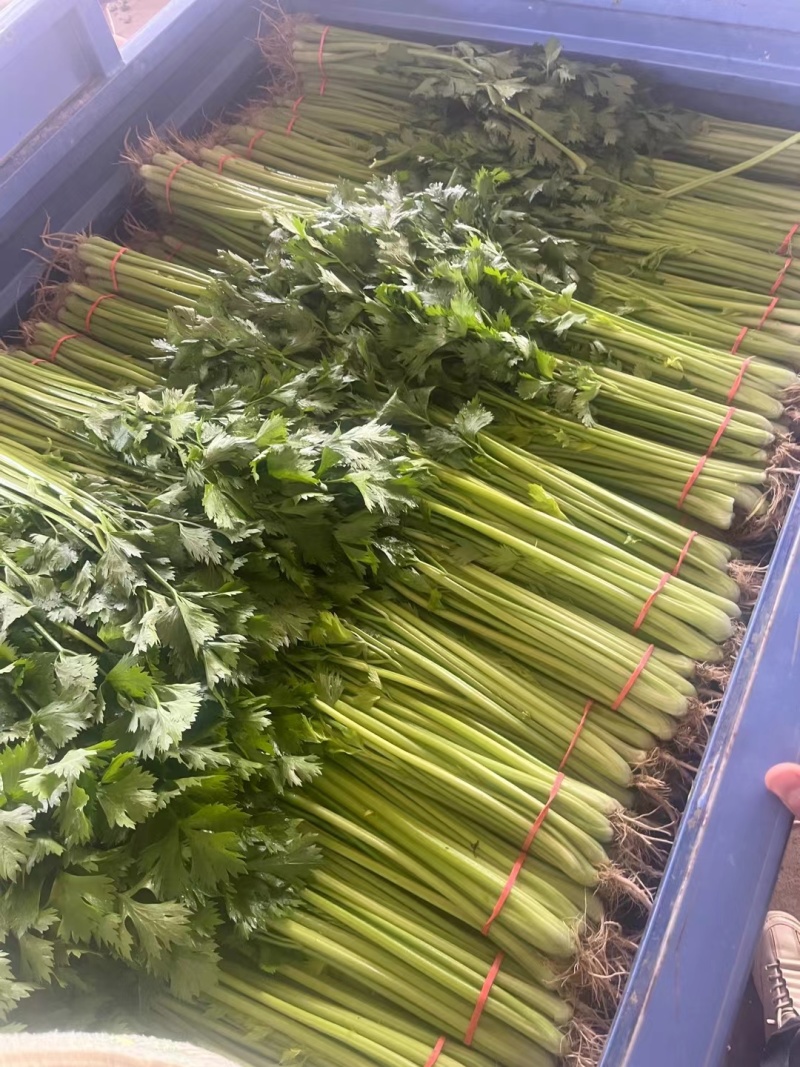 山芹小香芹山东芹菜承接商超电商社团配货代收代发全国