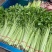山芹小香芹山东芹菜承接商超电商社团配货代收代发全国