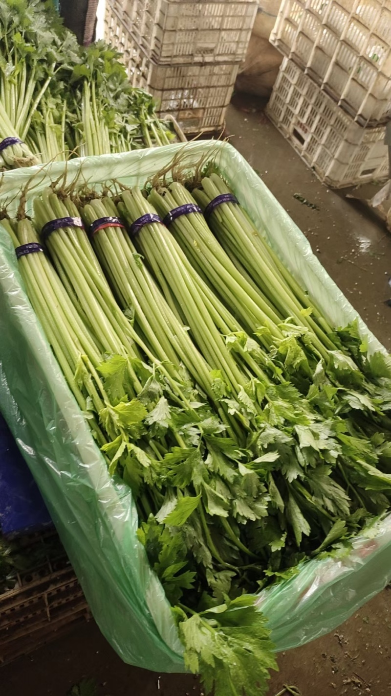山芹小香芹山东芹菜承接商超电商社团配货代收代发全国