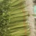 山芹小香芹山东芹菜承接商超电商社团配货代收代发全国