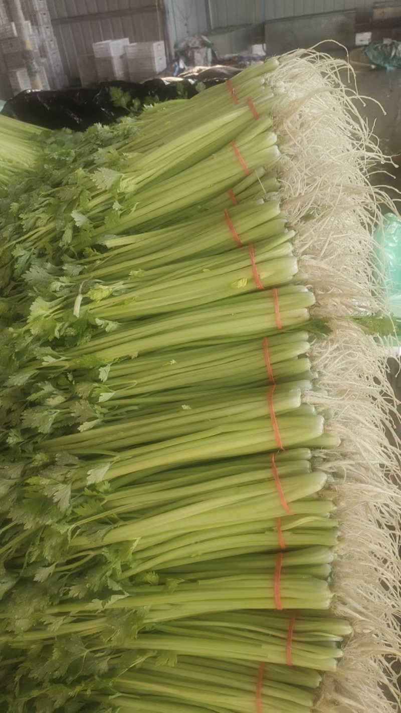 山芹小香芹山东芹菜承接商超电商社团配货代收代发全国
