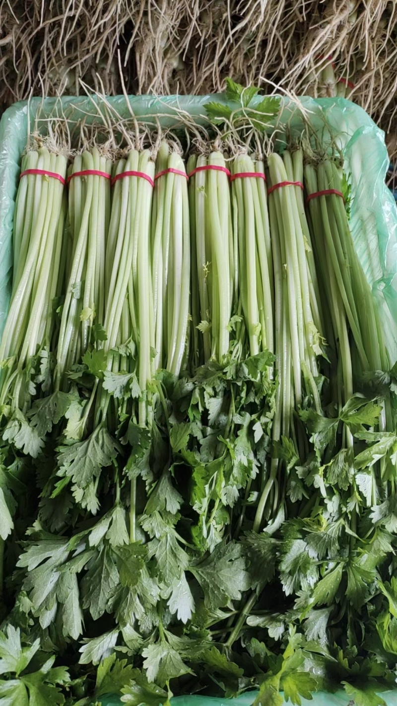 山芹小香芹山东芹菜承接商超电商社团配货代收代发全国