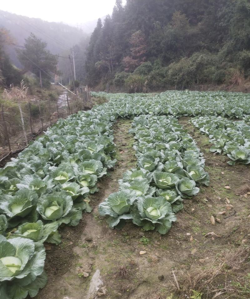 甘蓝农家高海拔绿色蔬菜