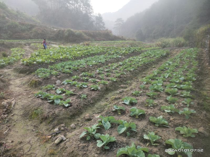 甘蓝农家高海拔绿色蔬菜