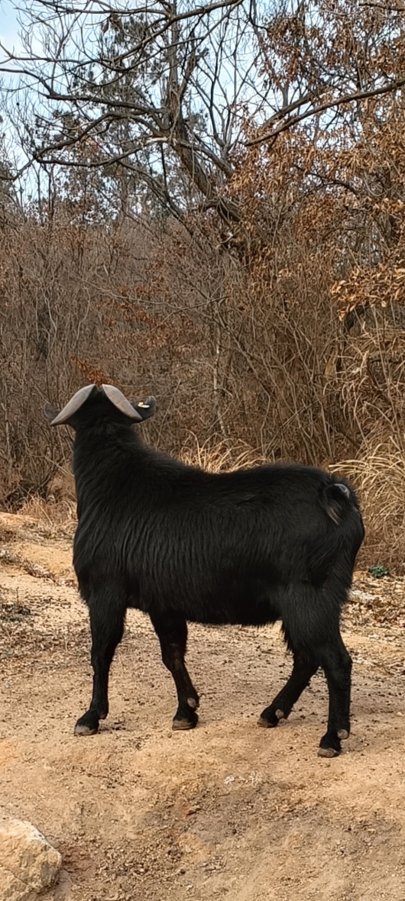 麻城黑山羊，种公种母，肉羊
