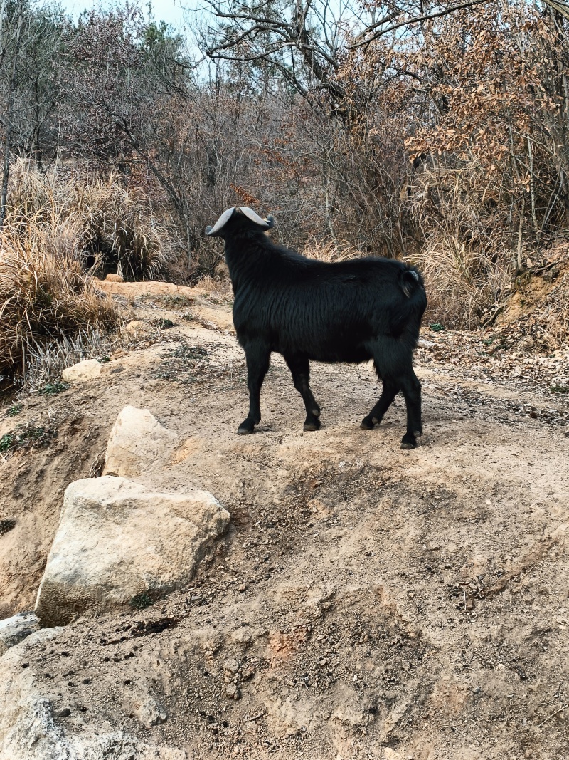 麻城黑山羊，种公种母，肉羊