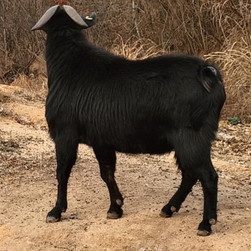 麻城黑山羊，种公种母，肉羊