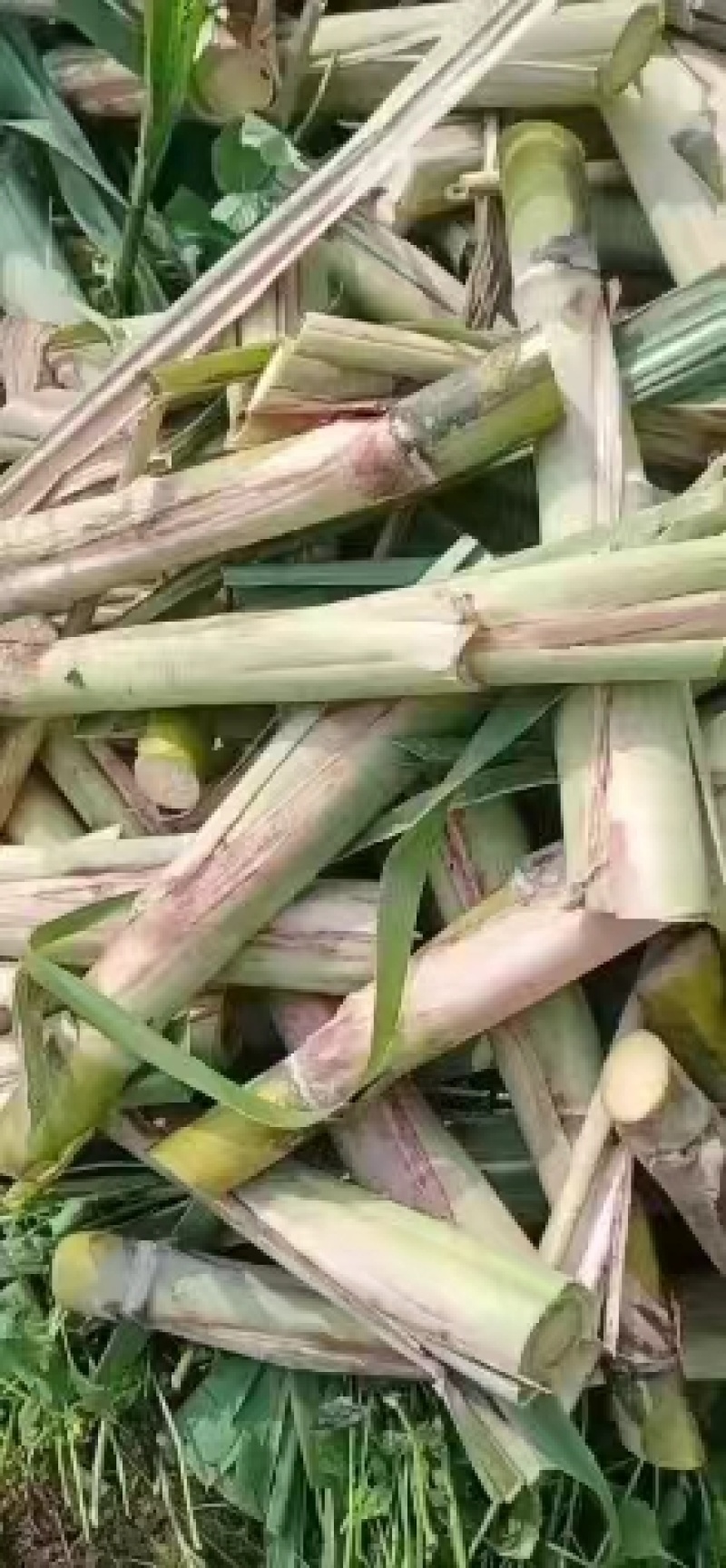 广西正宗甘蔗苗青皮黄皮甘蔗种苗发芽成活率高一手货源