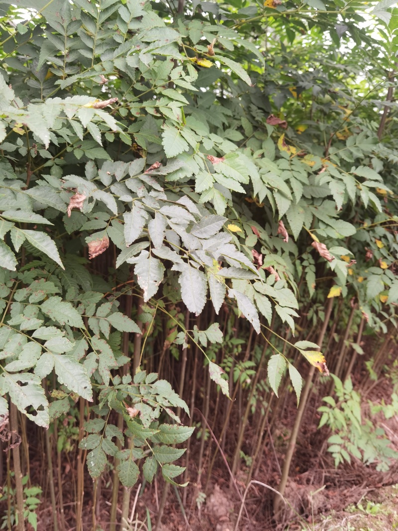 栾树苗批发基地直销栾树小苗各种规格