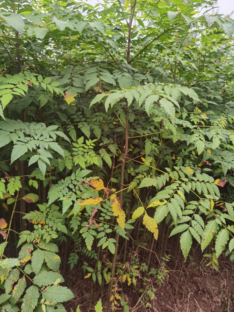 栾树苗批发基地直销栾树小苗各种规格