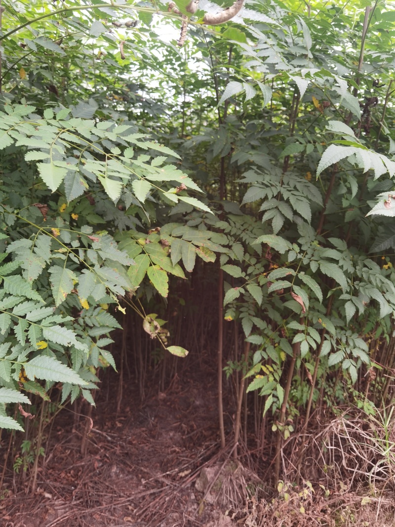 栾树苗批发基地直销栾树小苗各种规格