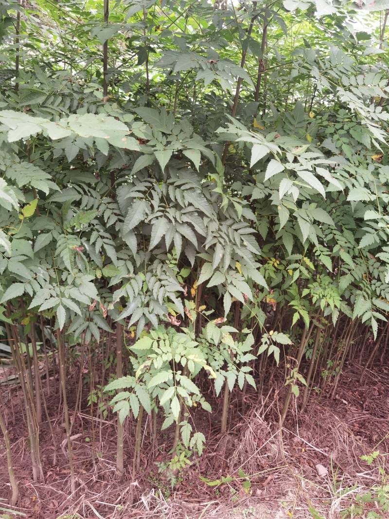 栾树苗批发基地直销栾树小苗各种规格