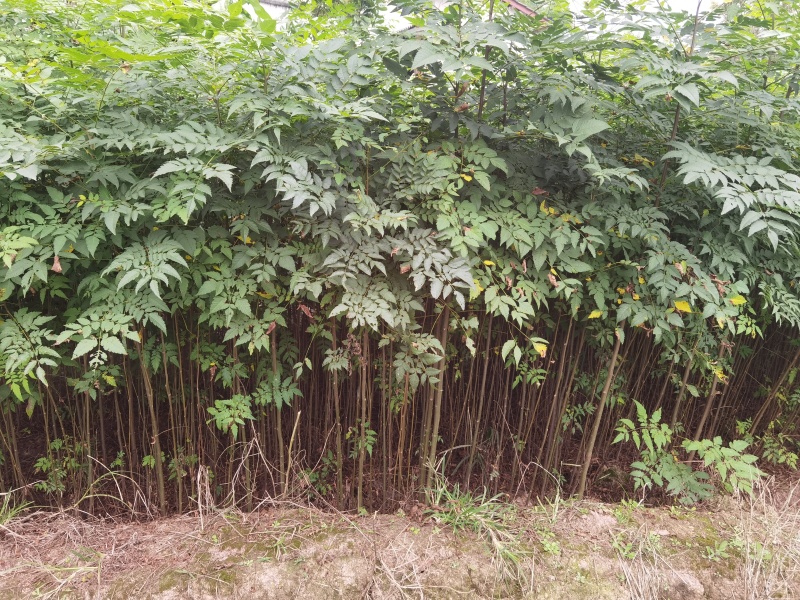 栾树苗批发基地直销栾树小苗各种规格