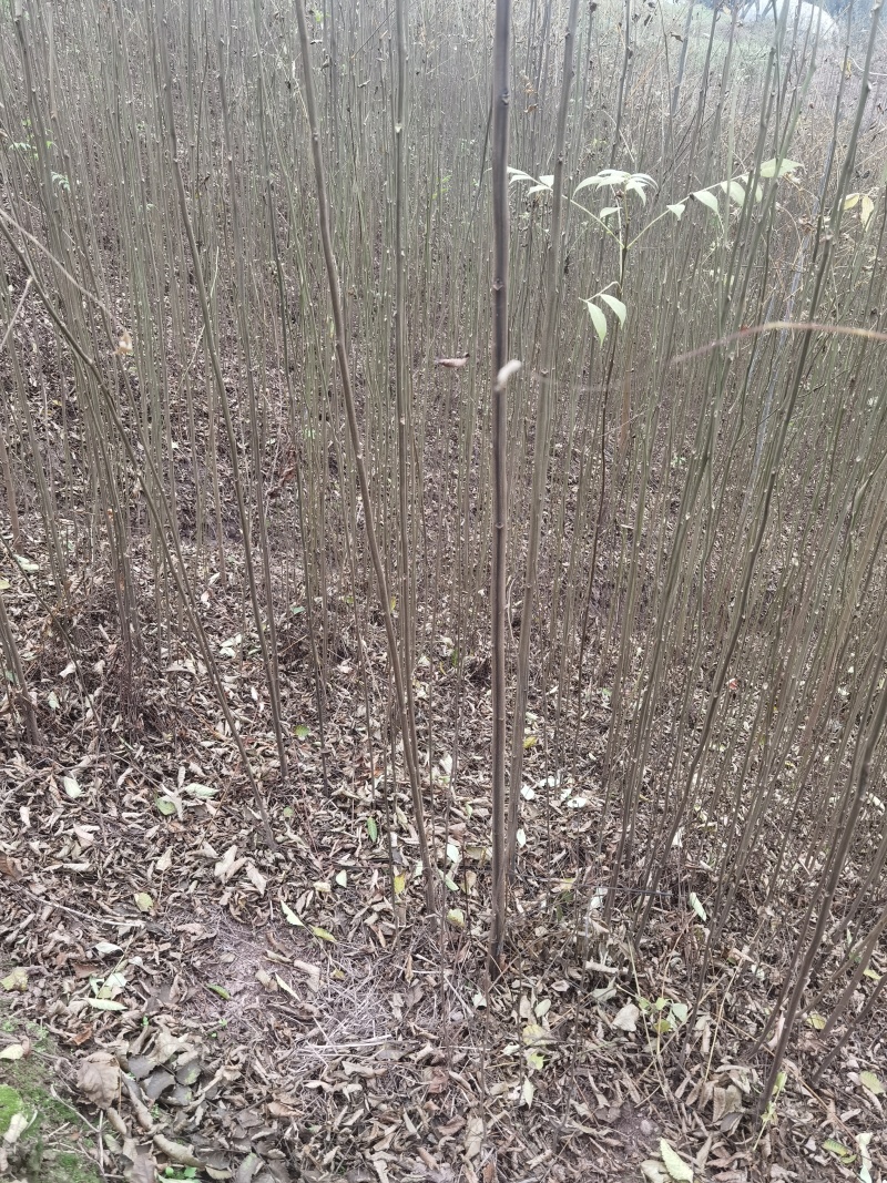 栾树苗批发基地直销栾树小苗各种规格